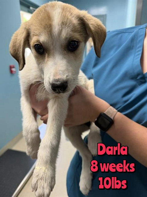 DARLA, an adoptable Unknown breed in Holbrook , NY