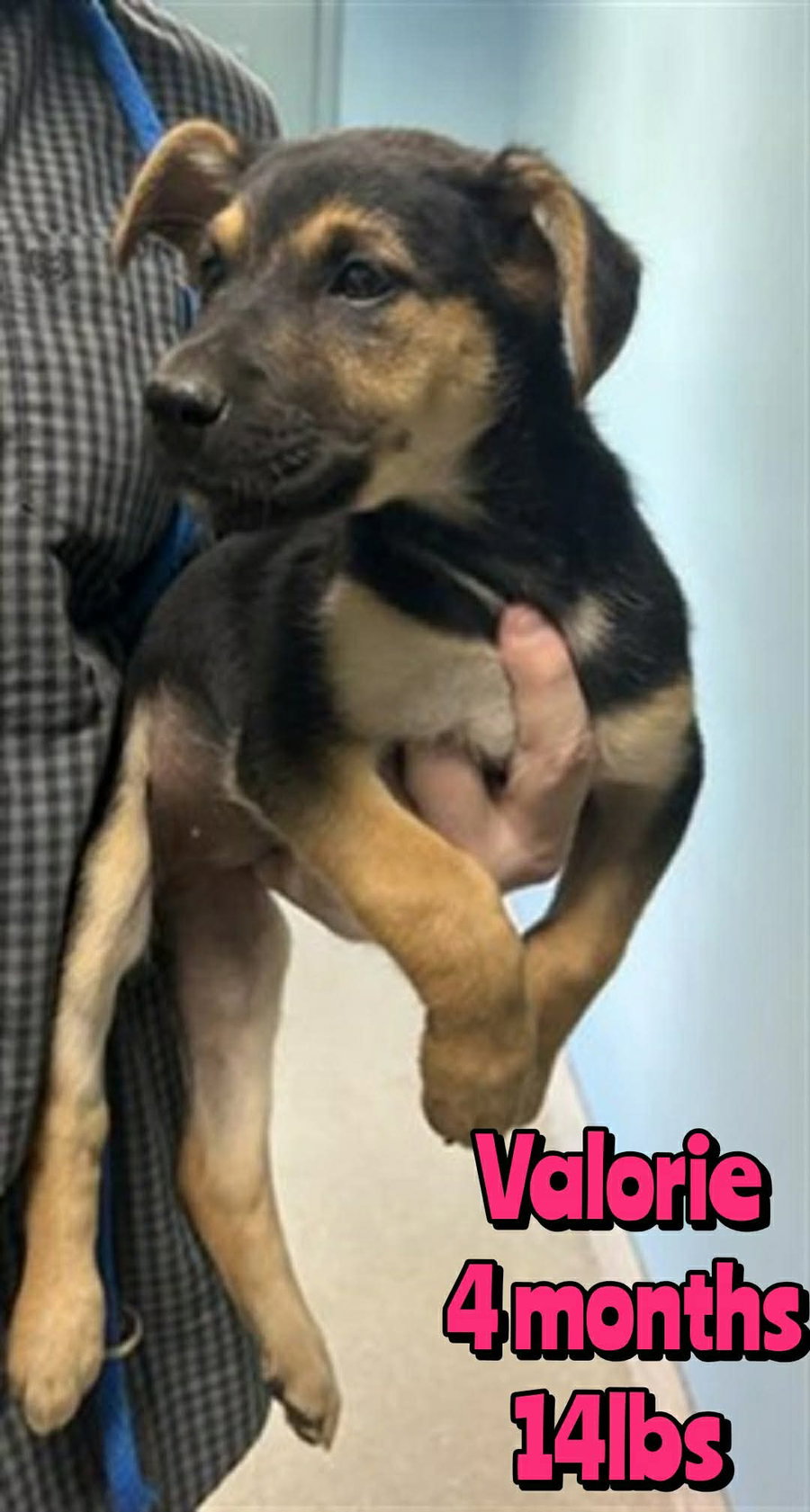 VALORIE
