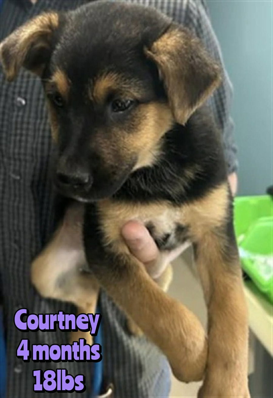 COURTNEY