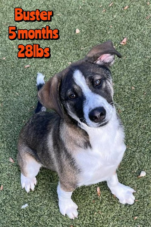 BUSTER, an adoptable Unknown breed in Holbrook , NY