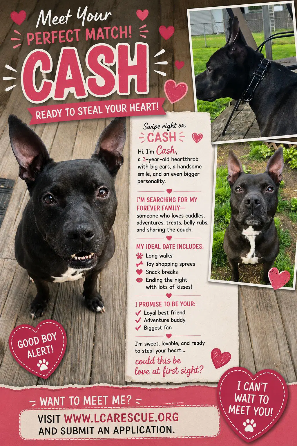 Cash - Terrier