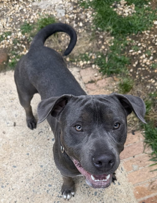 CHESTER, an adoptable Terrier in Holbrook , NY