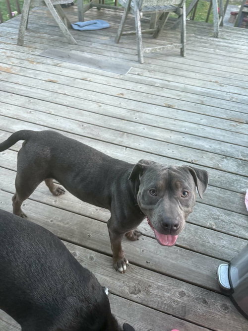 CHESTER photo 2