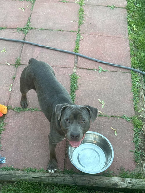 CHESTER photo 3