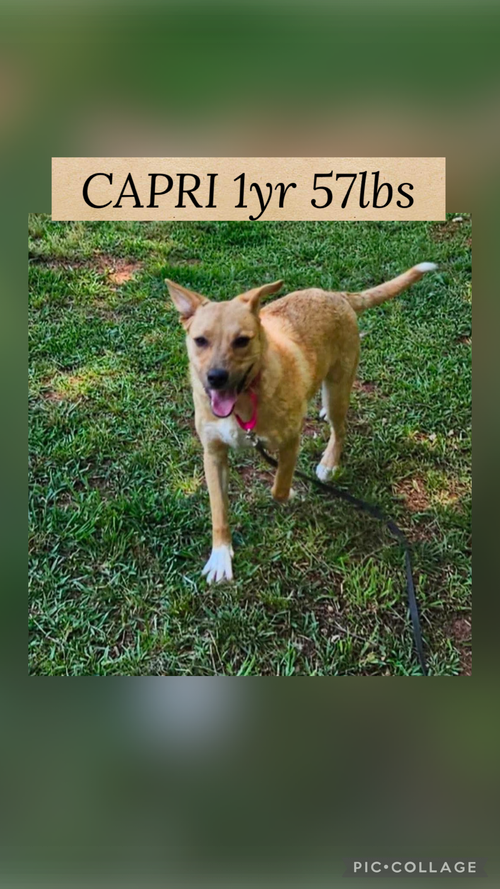 CAPRI, an adoptable Shepherd in Holbrook , NY