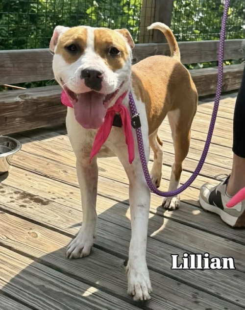 LILLIAN, an adoptable Retriever in Holbrook , NY
