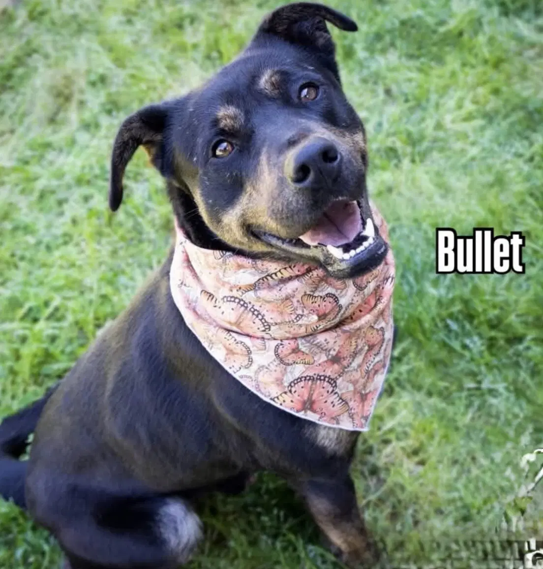 Bullet - Retriever
