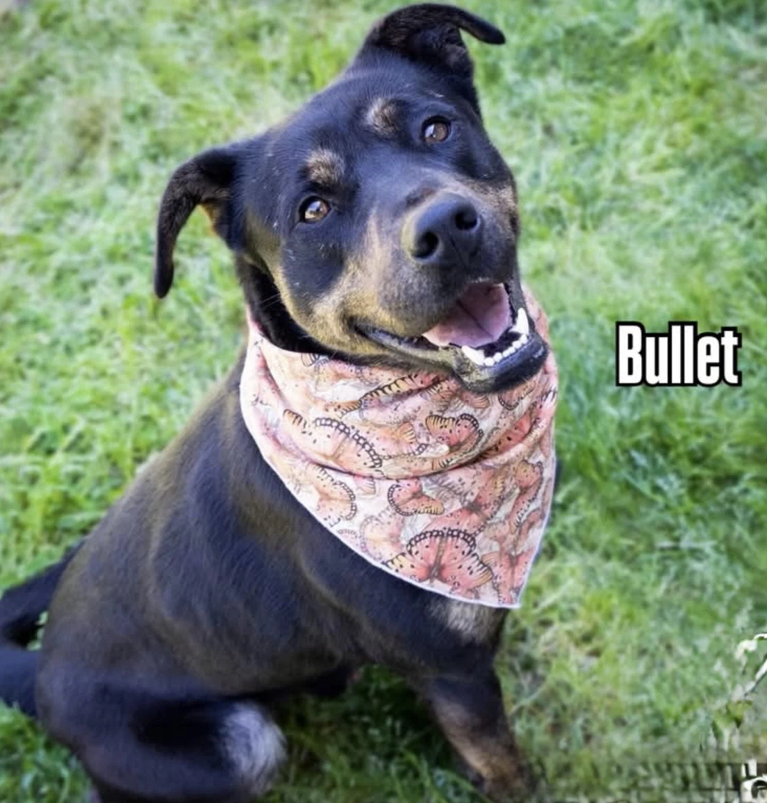 Bullet