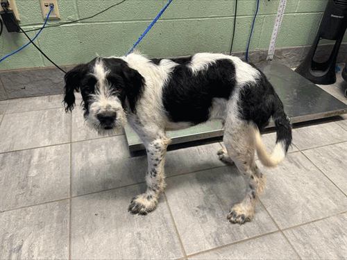 TAKI, an adoptable Pointer in Holbrook , NY