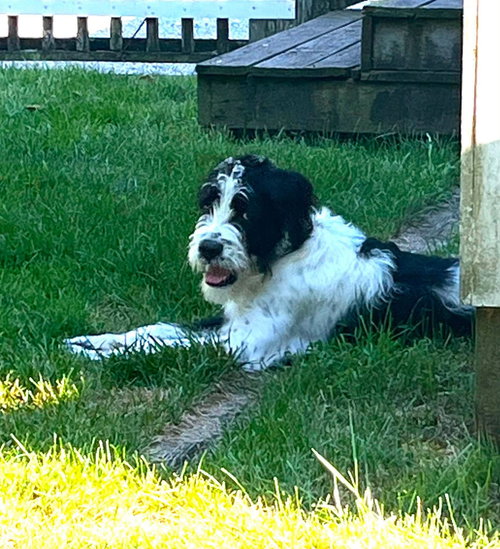 TAKI - Pointer available for adoption