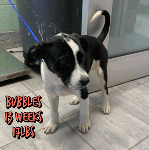 BUBBLES, an adoptable Cattle Dog in Holbrook , NY