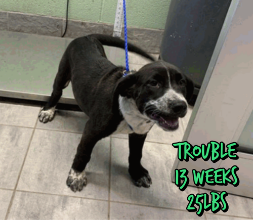 TROUBLE