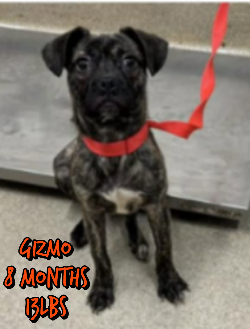 GIZMO Image