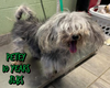 PETEY - Photo 3
