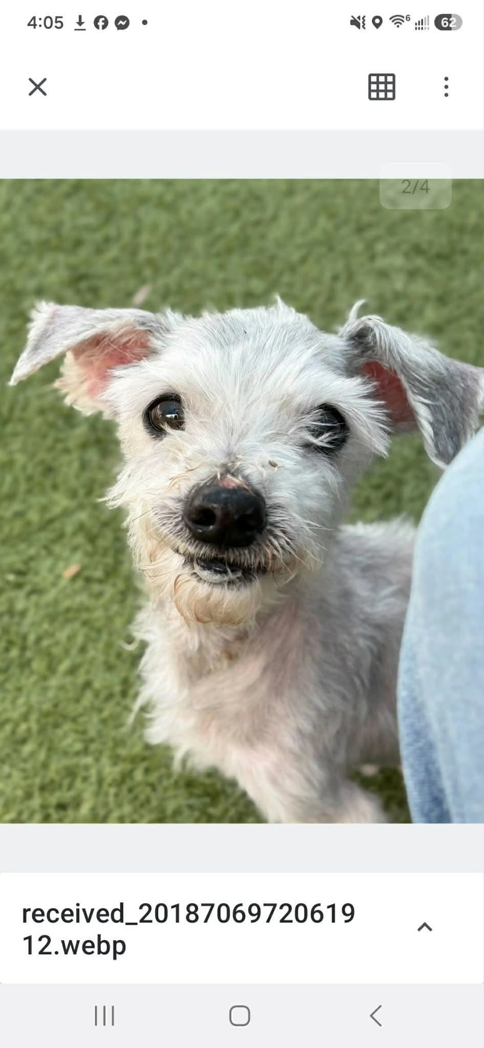 PETEY Image