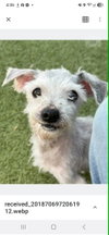 PETEY - Photo 1