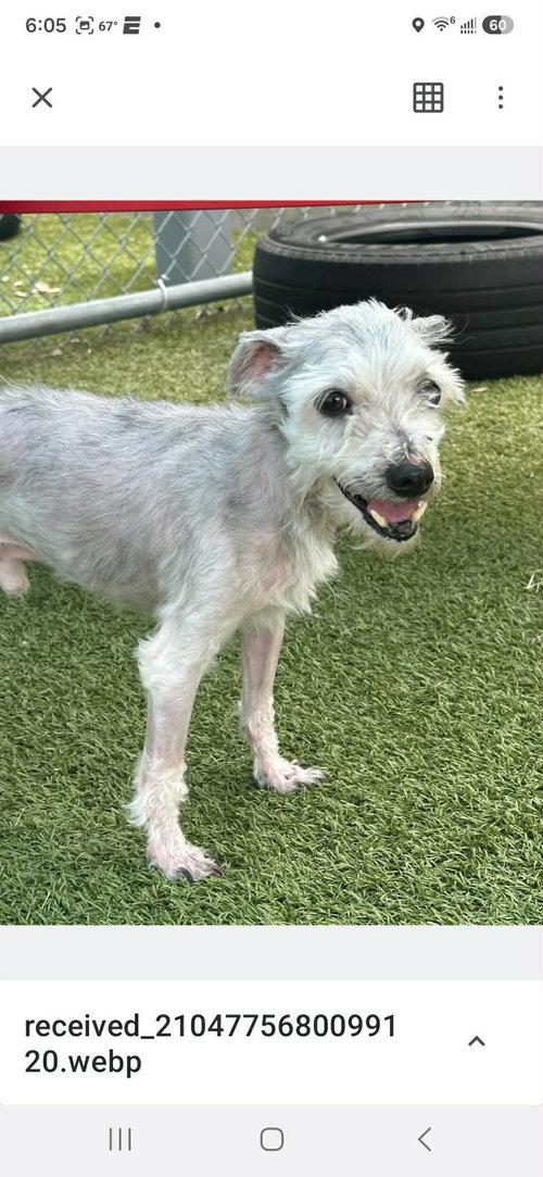 PETEY - Shih Tzu available for adoption