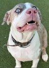 DOZER - Photo 1