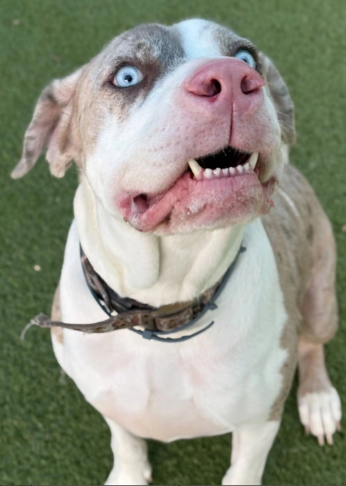 DOZER