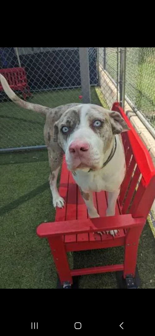 DOZER