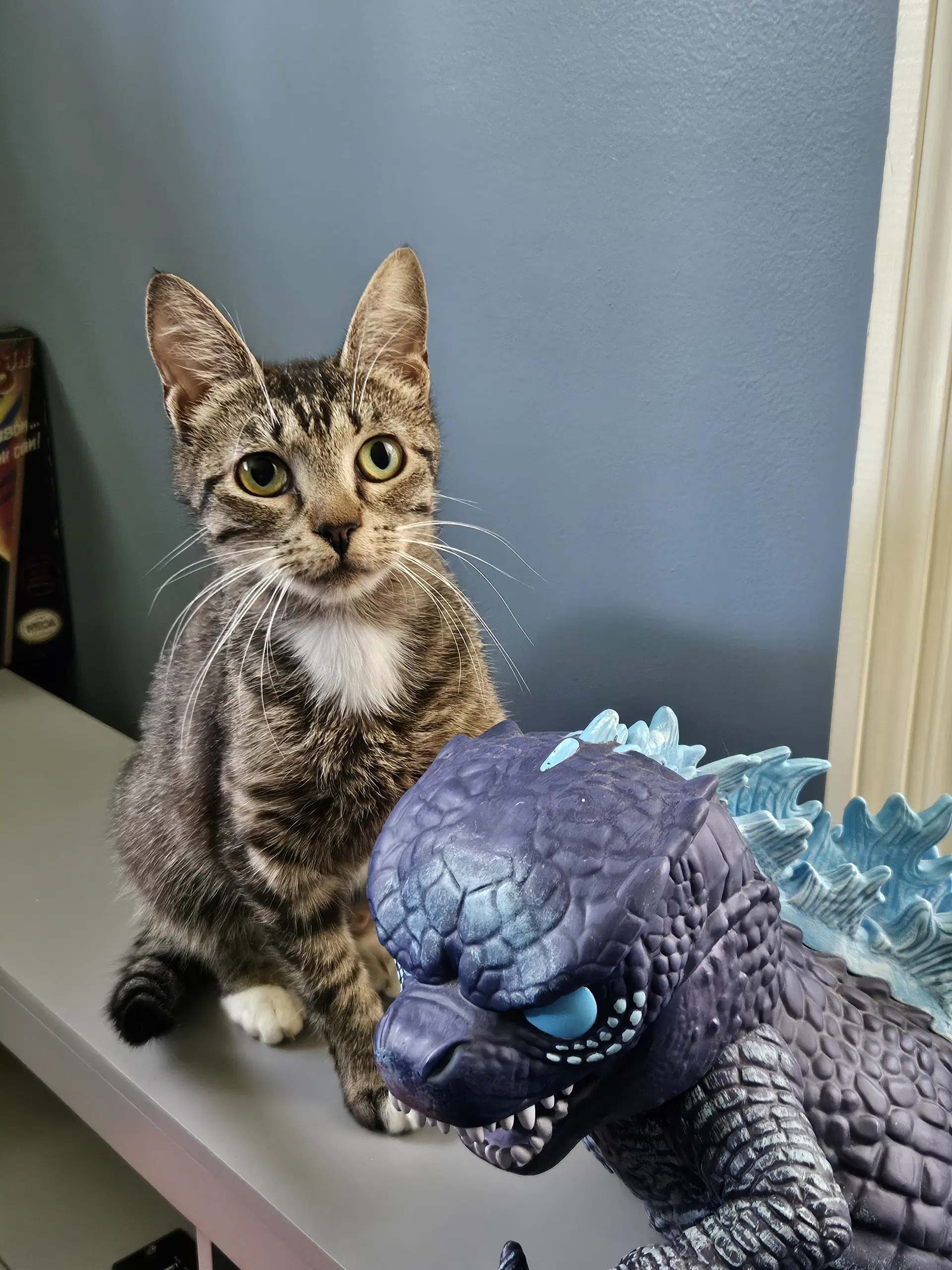 Allie - Domestic Short Hair