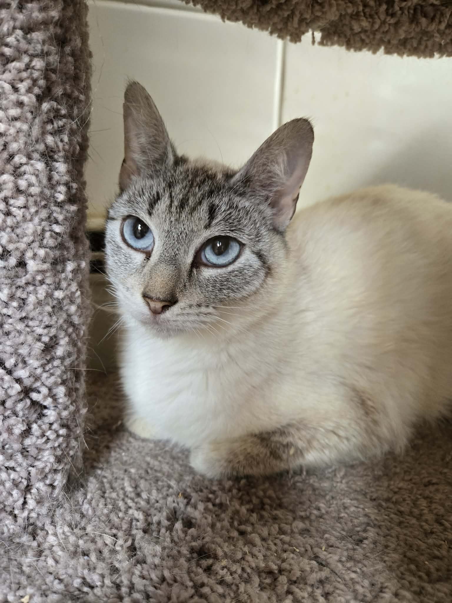 Bella - Siamese