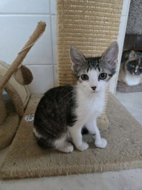 CLEO, an adoptable Domestic Short Hair in Holbrook , NY