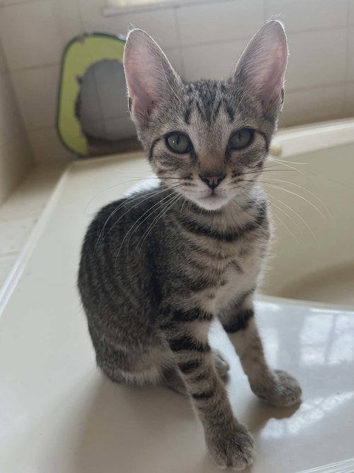 LULU, an adoptable Domestic Short Hair in Holbrook , NY