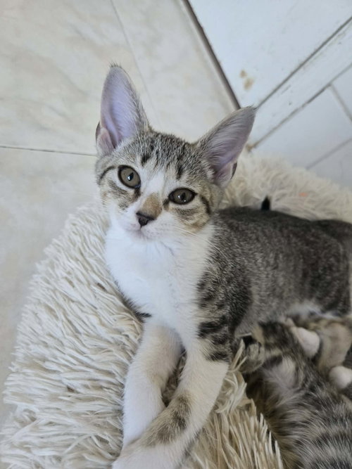 PEGGY, an adoptable Domestic Short Hair in Holbrook , NY