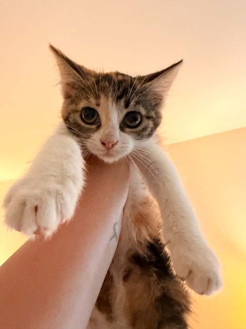 HAIL, Baby Domestic Short Hair / Mixed (short coat), cat for adoption in Holbrook , New York