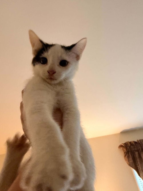 WIND, Baby Domestic Short Hair / Mixed (short coat), cat for adoption in Holbrook , New York
