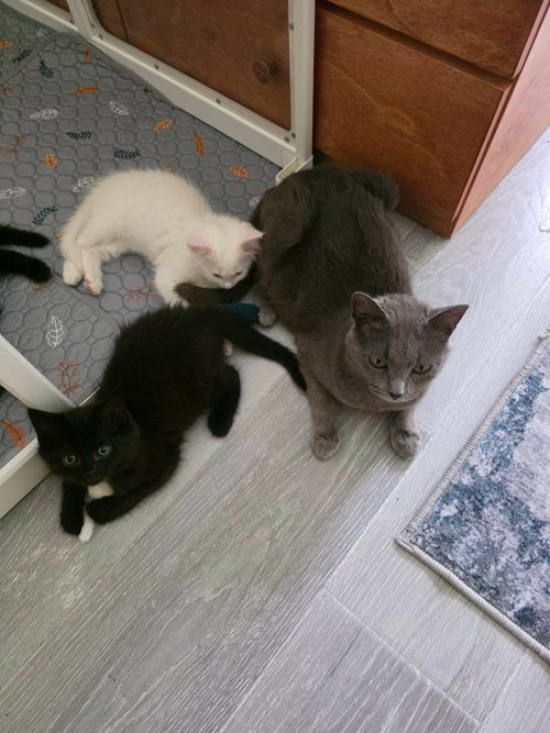CHARLOTTE, Young Domestic Short Hair / Mixed (short coat), cat for adoption in Holbrook , New York