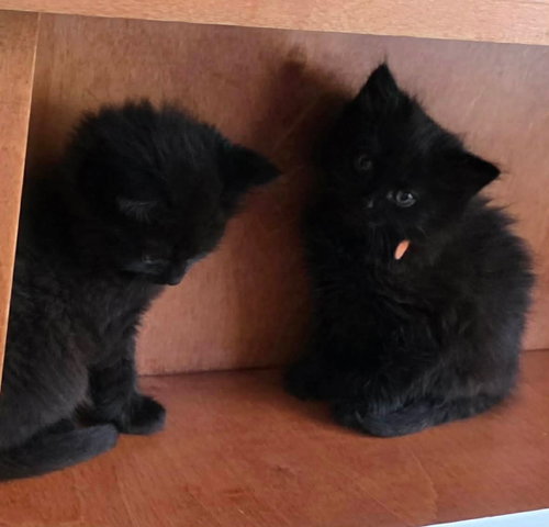 RALEIGH, Baby Domestic Long Hair / Mixed (long coat), cat for adoption in Holbrook , New York