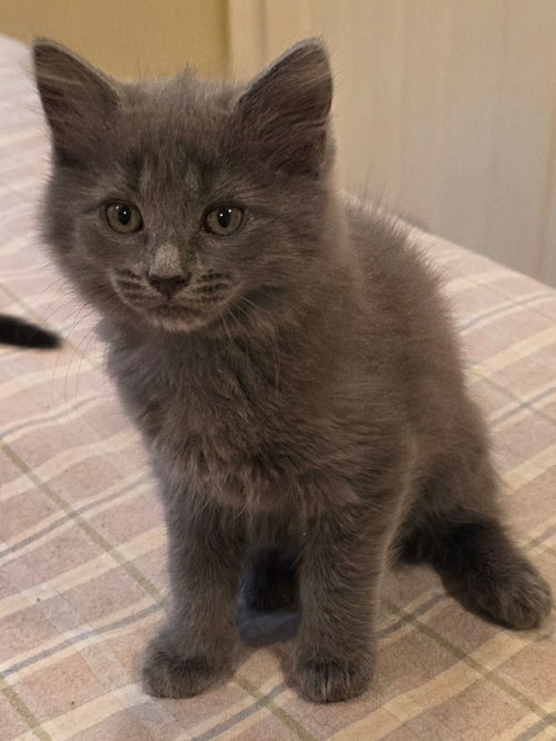 WINSTON, Baby Domestic Long Hair / Mixed (long coat), cat for adoption in Holbrook , New York