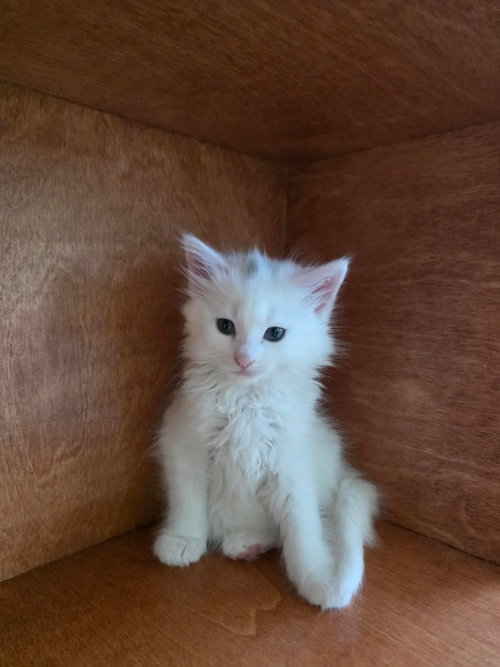 CARY, Baby Domestic Long Hair / Mixed (long coat), cat for adoption in Hempstead, New York
