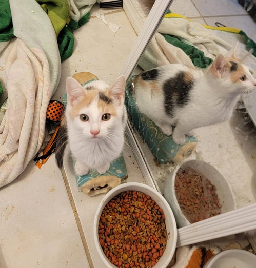 RENNESME, Baby Domestic Short Hair / Mixed (short coat), cat for adoption in Holbrook , New York