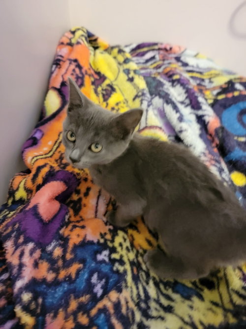 ALICE, Baby Domestic Short Hair / Mixed (short coat), cat for adoption in Holbrook , New York