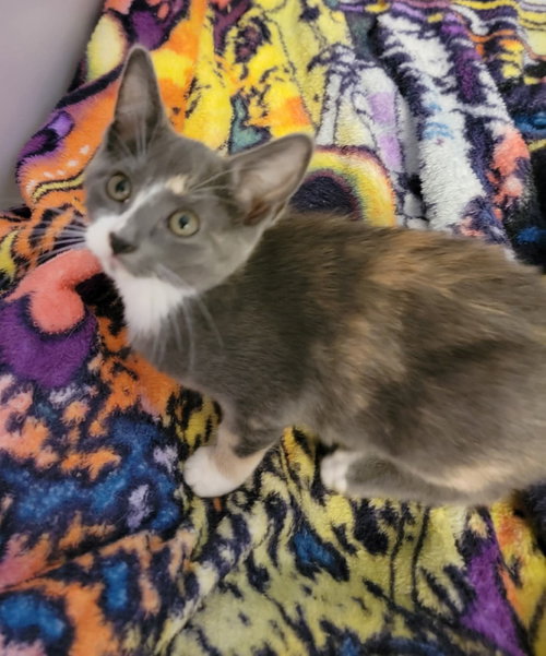 ROSALIE, Baby Domestic Short Hair / Mixed (short coat), cat for adoption in Holbrook , New York