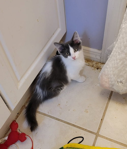 BELLA - KITTEN, Baby Domestic Medium Hair / Mixed (short coat), cat for adoption in Holbrook , New York