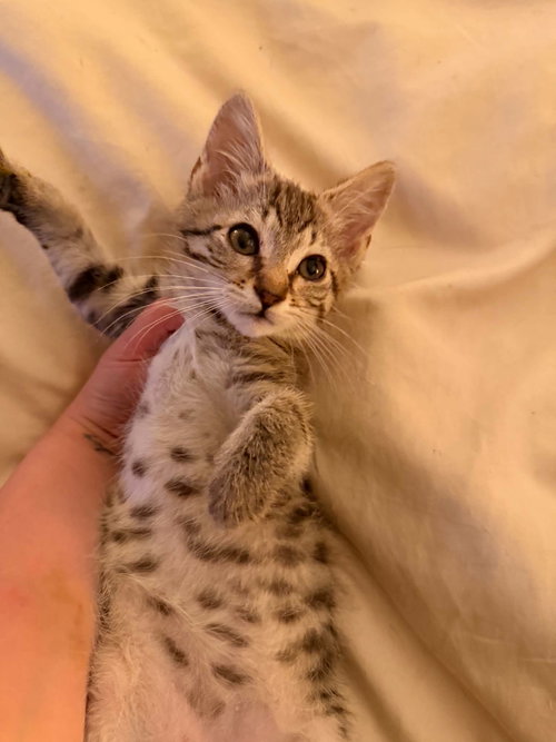 LINUS