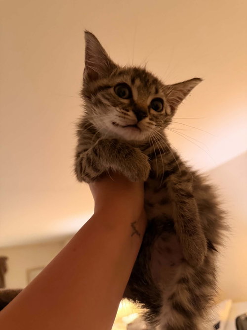 LOU