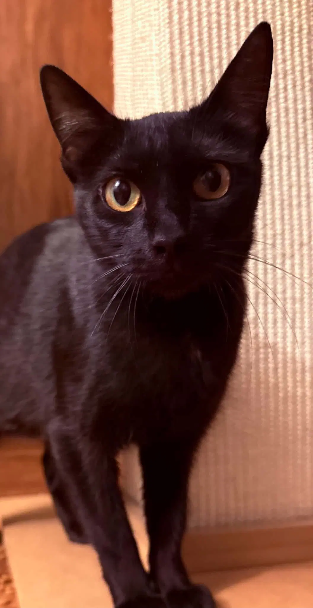 Trixie - Domestic Short Hair