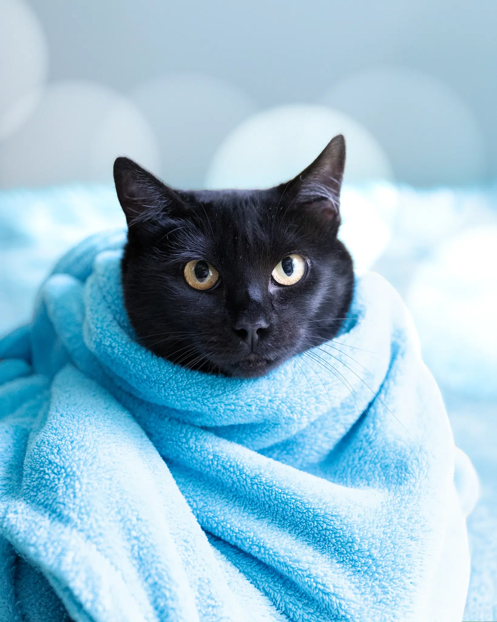 Trixie - Domestic Short Hair