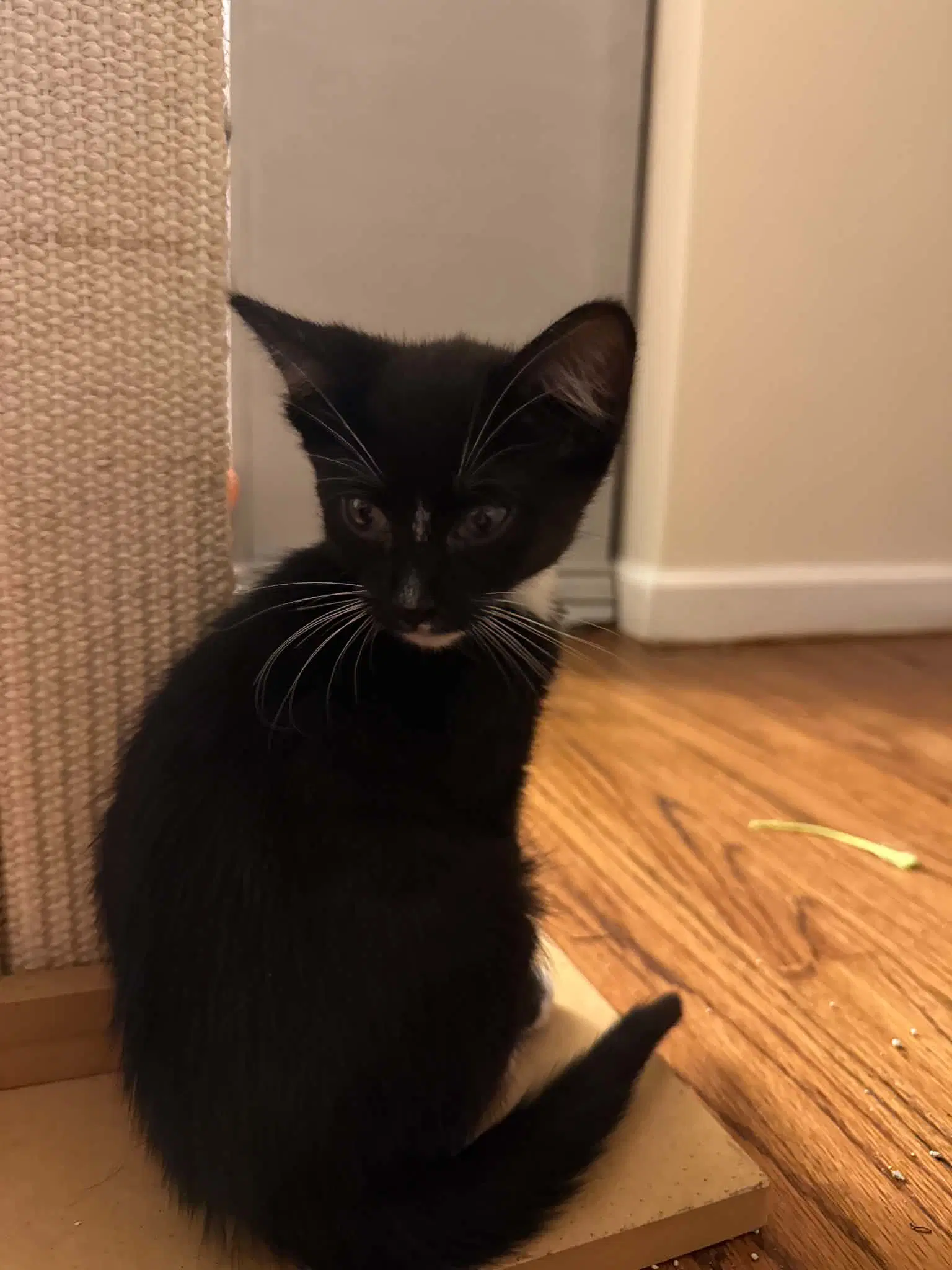 Oliver image 2