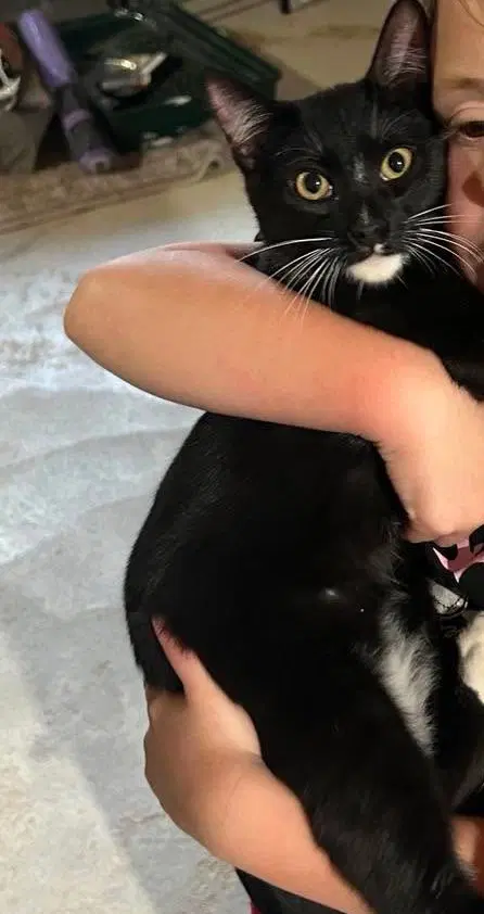 Oliver - Domestic Short Hair