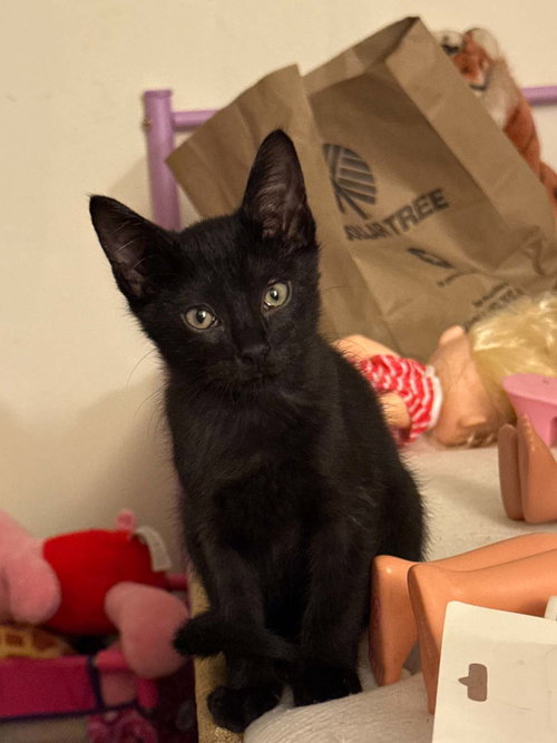 NOAH, Baby Domestic Short Hair / Mixed (short coat), cat for adoption in Holbrook , New York
