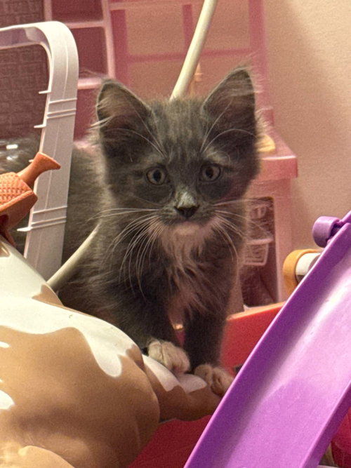 LEVI, Baby Domestic Medium Hair / Mixed (short coat), cat for adoption in Freeport, New York