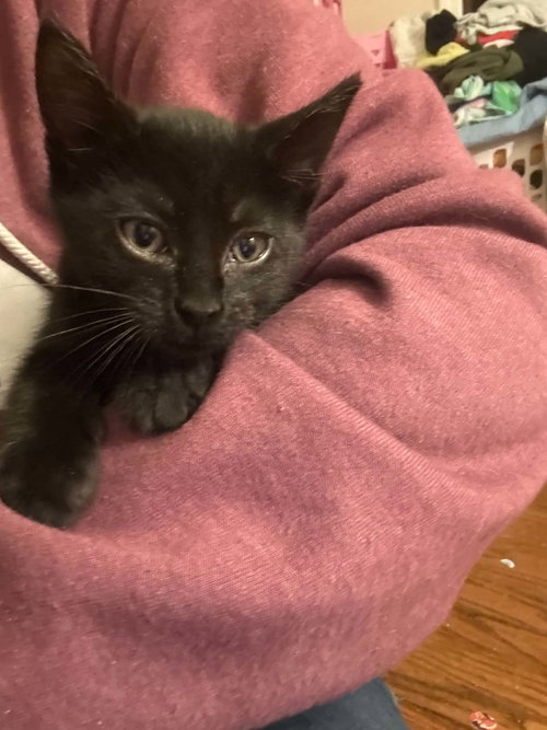 BELLATRIX, Baby Domestic Short Hair / Mixed (short coat), cat for adoption in Holbrook , New York