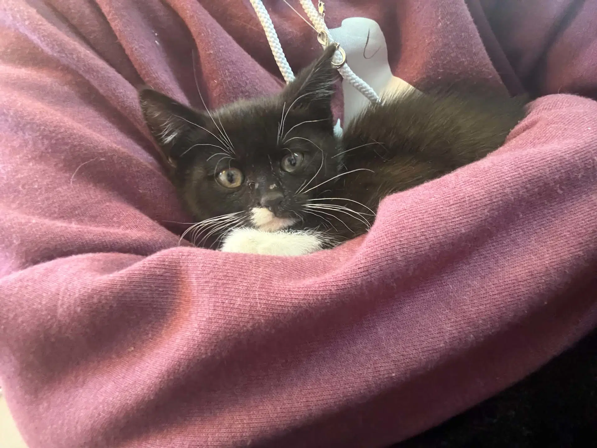 Barbie - Domestic Short Hair
