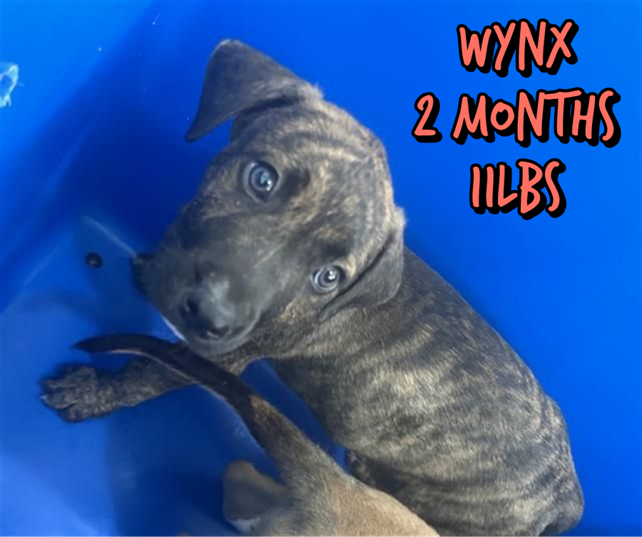 WYNX